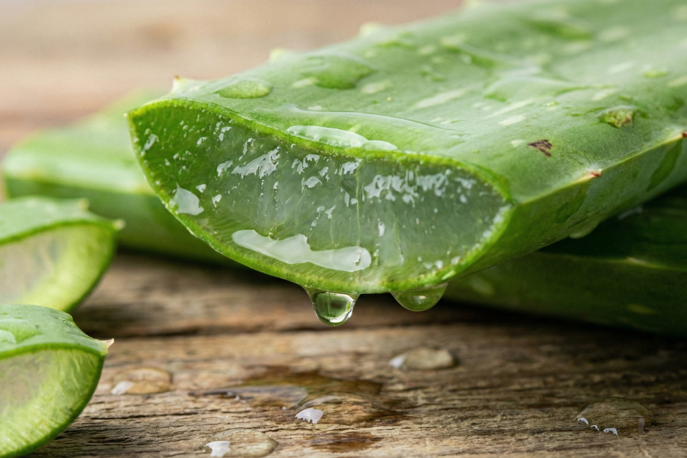 aloe-vera-plant-hydration-botanical-skincare